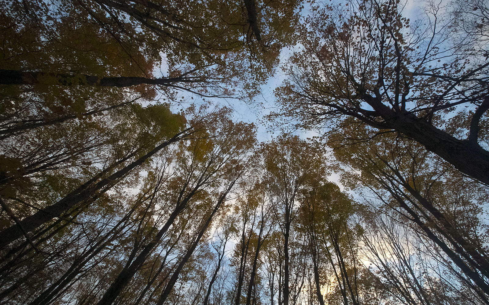 Looking up